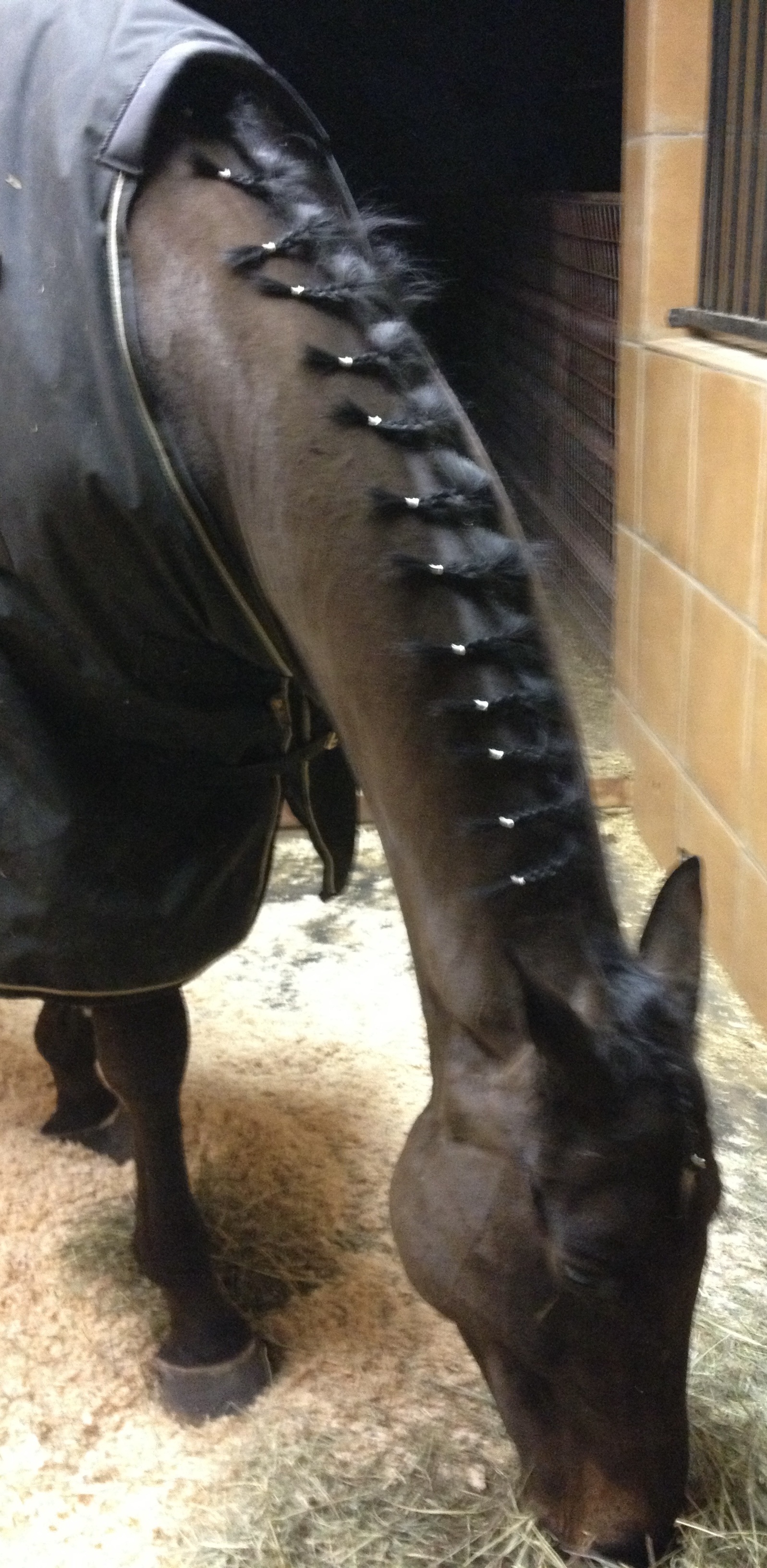 Solitaire with braided mane ready for horse show